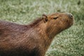 Side head portrait of a wild capybara