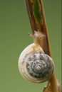 Head of wild brown snail Royalty Free Stock Photo