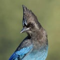 Blue Steller`s Jay Bird