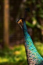 side of the headshot style, male peacock Royalty Free Stock Photo