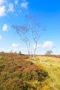 A lone Silver Birch on Stanton Moor under a summer sky Royalty Free Stock Photo