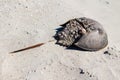 Horseshoe Crab carapace viewed from the side Royalty Free Stock Photo