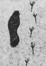Footprints in snow Royalty Free Stock Photo