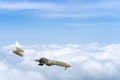 Side image commercial passenger aircraft or cargo transportation airplane flying through white fluffy cloud with blue sky in Royalty Free Stock Photo