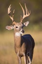 Side kicker on whitetail buck