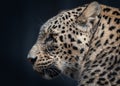 Side-On Leopard Portrait with Dark Background Royalty Free Stock Photo
