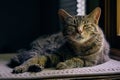 Side light portrait of a male tabby cat, sitting in window light and making eye contact. Royalty Free Stock Photo