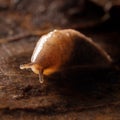 close up head shot of slug Royalty Free Stock Photo