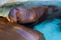 Side lit female Atlantic walrus with head out of turquoise water immobile
