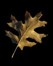 Golden Brown Oak Leaf covered in Dew Isolated on Black Background