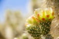 Side lite view of the flower of the cholla cactus Cylindropuntia bigelovii in the Sonoran Desert Royalty Free Stock Photo