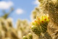 Side lite view of the flower of the cholla cactus Cylindropuntia bigelovii in the Sonoran Desert