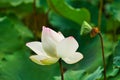 The side of the little bit red and white lotus flower, The lotus seeds. Royalty Free Stock Photo