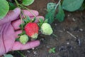 Side by side mature and immature strawberries, natural organic soil strawberries