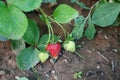 Side by side mature and immature strawberries, natural organic soil strawberries