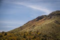 The side of a mountain covered in orange MunroÃ¢â¬â¢s orange globe mallow flowers in the desert of Arizona Royalty Free Stock Photo