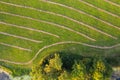 Side of a mowed meadow with stripes of dry hay with trees growing around