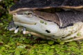 Side-necked turtle