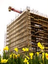 Side of a new building in scaffolding and safety nets and in focus, yellow daffodil out of focus in foreground. Construction site Royalty Free Stock Photo