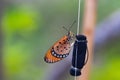 Side Orange butterflies perched on rope and black foam in natural light.