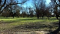 Pan of a baby pecan tree orchard plantation in South Georgia in the Fall dark scene Royalty Free Stock Photo