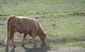 Side perspective of a cow grazing on a path of a meadow