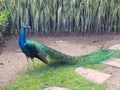 Side photo of a peacock opening its feathers in the garden Royalty Free Stock Photo