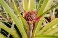 Side Of Pineapple Inflorescence Royalty Free Stock Photo