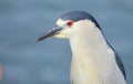 A portrait of a great blue egret Royalty Free Stock Photo