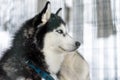 Side poirtrait of beautiful calm purebred siberain husky dogs sitting in kennel outdoors wait for forest trip adventure Royalty Free Stock Photo