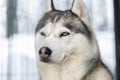 Side poirtrait of beautiful calm purebred siberain husky dogs sitting in kennel outdoors wait for forest trip adventure Royalty Free Stock Photo