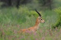 A side portrait of aIndian gazelle antelope with pointed horns standing amidst green grass and flowers at Rajasthan India Royalty Free Stock Photo