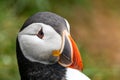 Side portrait of an Altantic Puffin in Iceland Royalty Free Stock Photo