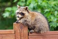 Side portrait of a baby raccoon sitting on deck railing.