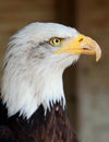 Side Portrait of a Bald Eagle with hooked Beak and feathered detail Royalty Free Stock Photo