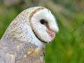 Barn Owl side portrait Royalty Free Stock Photo