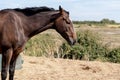 Side portrait of beautiful mare horse in landscape