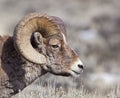 Portrait of Big Horn Ram sheep wildlife Royalty Free Stock Photo
