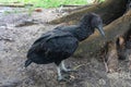 Side portrait of the black vulture Coragyps atratus, also known as the American black vulture Royalty Free Stock Photo
