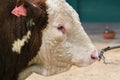 Side portrait of breeding bull