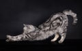 Side Portrait British Shorthair Cat, stretching on black Royalty Free Stock Photo