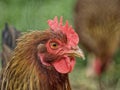 Side portrait of a brown hen with a gorgeous comb. Royalty Free Stock Photo