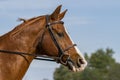 Side portrait Chestnut Warmblood Gelding