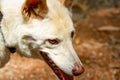 Side portrait of dingo Royalty Free Stock Photo