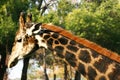 Side portrait of giraffe on green trees background Royalty Free Stock Photo