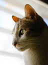 Side portrait of a gorgeous, healthy tabby cat