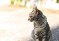Gray cat sitting  on cement floor and looking sideway Royalty Free Stock Photo