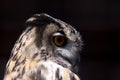 Portrait head shot of a captive eagle owl Royalty Free Stock Photo
