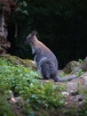 Side portrait of a kangaroo outdoors