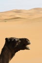 Side portrait of a laughing camel Royalty Free Stock Photo